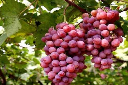 红提产地在哪里？想要吃到最正宗的红提看过来哦