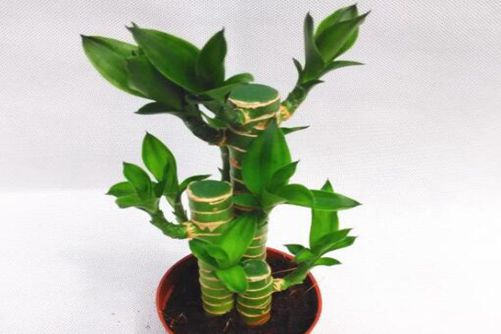 莲花竹有毒吗？莲花竹无毒 放在家里好处多多
