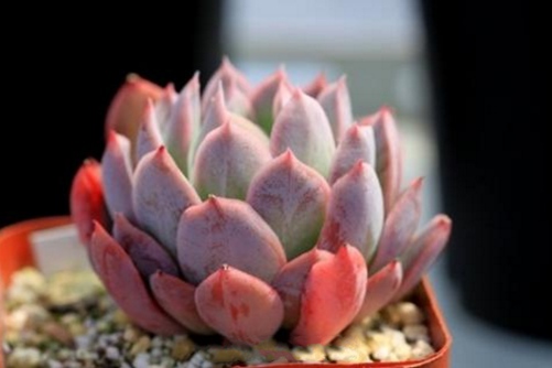 月影系多肉有哪些，常见月影系多肉品种名称约有18种您见过几种？