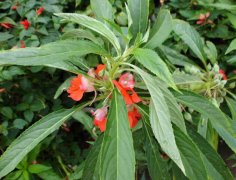 10月19日生日花：红凤仙花花语及红凤仙花花语寓意