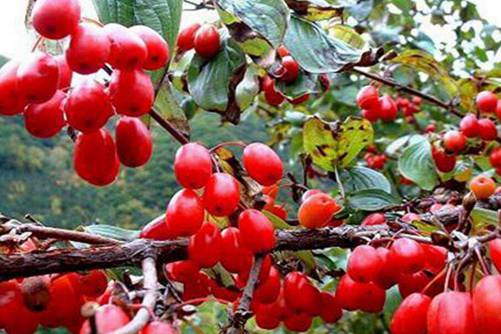 山茱萸的功效与作用，千古良药山茱萸的三大功效与禁忌
