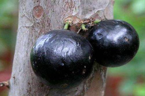 嘉宝果的食用方法，嘉宝果的正确吃法