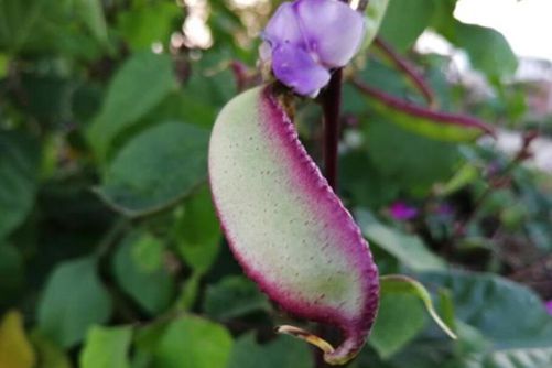 红扁豆的做法，试试这几种做法，好吃到爆