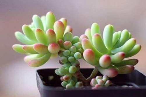 招财又旺宅的多肉植物，赶快看看你家有吗