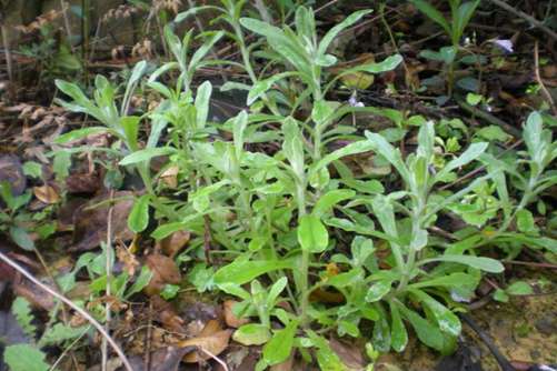 清明菜的营养价值，清明菜怎么做才好吃