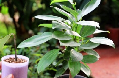 平安树种植方法