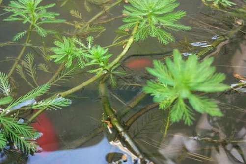 狐尾藻图片，狐尾藻 植物界的网红，就是这么拽