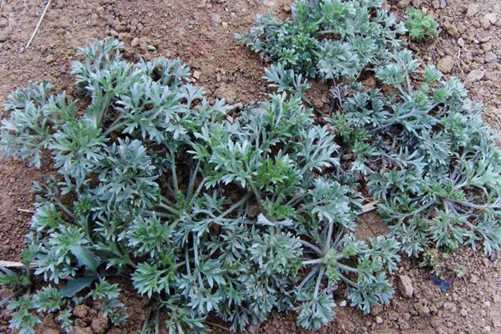 白蒿的作用，白蒿不仅是美味的野菜还是一味良药