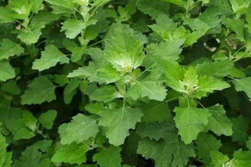 灰条菜的吃法，田里经常可以看到，做凉拌美味无比