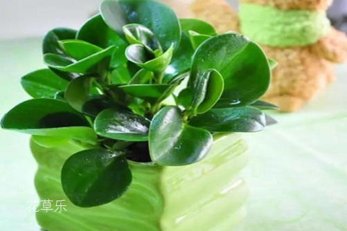 被称为“电脑宝贝”的豆瓣绿花语