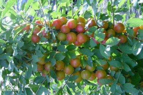 麦李能吃吗？麦李果实甜不酸，口感清脆，富含维B维C