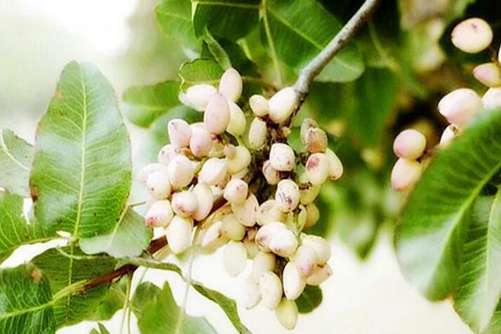 开心果的功效与作用，为你打开正确食用开心果的方法