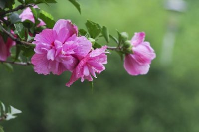 木槿花的养殖方法和注意事项