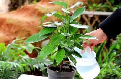 平安树的种植方法和注意事项