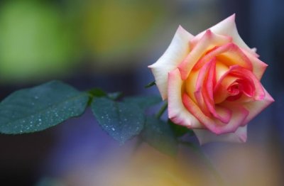 如何养花才能养得好