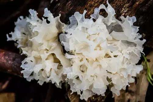 白木耳的功效，白木耳只有搭配好了才堪比燕窝