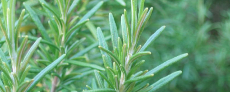 迷迭香的花语