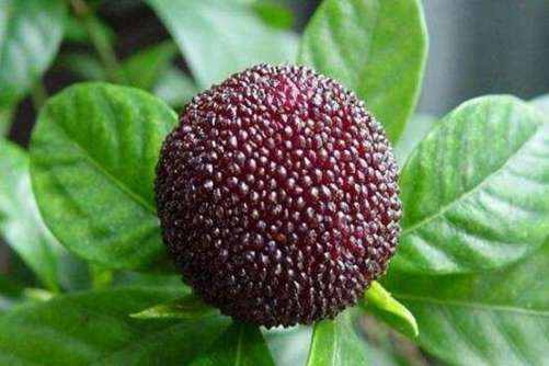 杨梅的营养价值，吃杨梅有什么好处