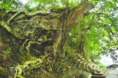 “才貌双全”的黄连木怎么养？黄连木的功效与作用介绍