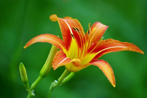 萱草图片，"母亲之花"萱草图片高清大图