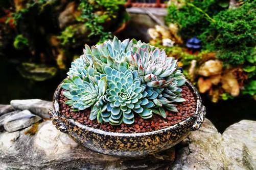 多肉紫罗兰女王怎么养？这样做一定会成为不折不扣的女王