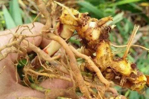 射干的功效介绍 射干是一味中药材，清热解毒、化痰利咽