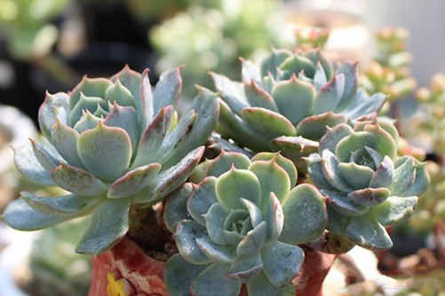 雪域多肉怎么养？多肉雪域群生,犹如栀子花开!