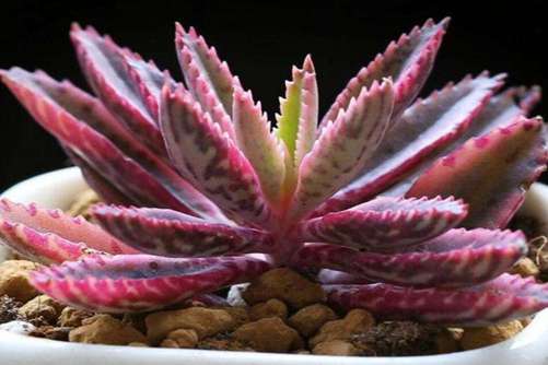 落地生根花的寓意，落地生根花 脚踏实地、安心、安家