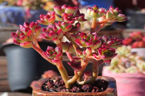 酥皮鸭怎么养爆盆，记住这几个要点，饱满爆盆