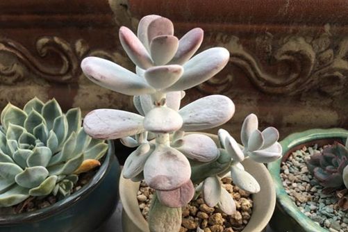 多肉徒长怎么办，多肉徒长能砍头吗？