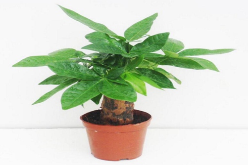 发财树摆放需谨慎 教你正确摆放发财树及功效和作用介绍