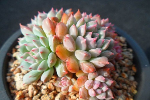 多肉莱恩怎么养？莱恩多肉 ,多肉界的小精灵