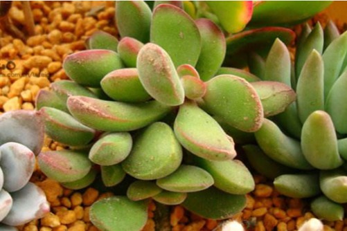 若歌诗养殖方法及注意事项，它从不等待花期，每天都如花般美丽