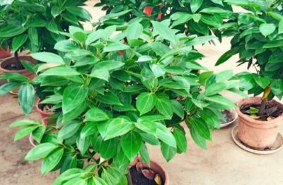 平安树怎么养家庭养法