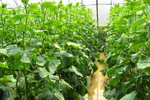 蔬菜大棚种植利润，蔬菜大棚种植这样降低成本能赚钱