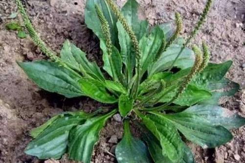 平车前多少钱一斤，平车前是一种既实惠功效又好的草药