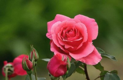 新手如何养好花卉