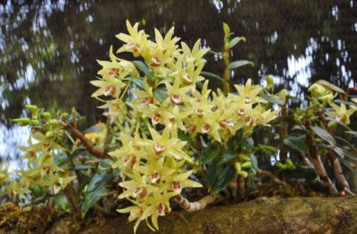 盆栽石斛怎么养护