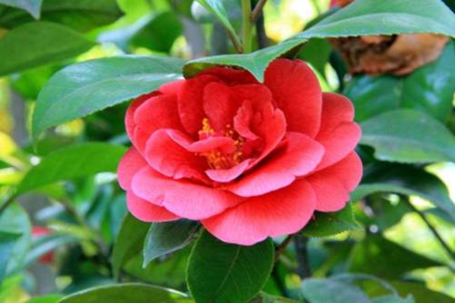 春天开的花有哪些？这几种春天绽放的花，你家有吗