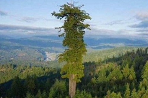 世界上最高的树，澳洲杏仁桉树高度有一百五米