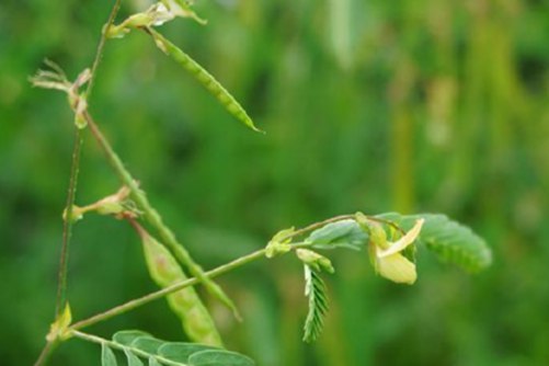合萌的养殖方法和注意事项，合萌 不卖萌