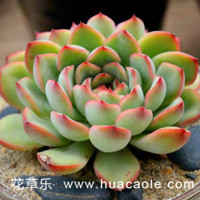 花月夜养殖方法！学会这些让你的多肉花月夜比石莲花更漂亮！