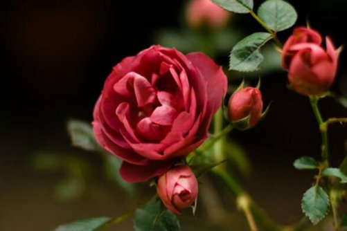 过生日送什么花？生日送这些花好看寓意又好