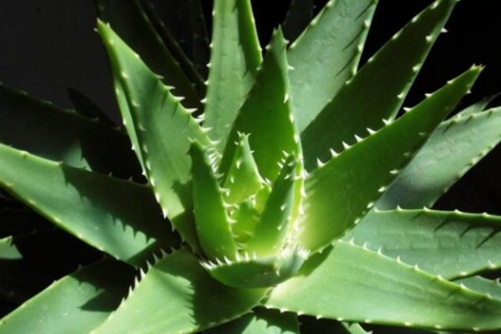 不夜城芦荟养殖方法，这样养年年开花爆小崽