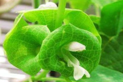 贝壳花的作用？贝壳花 净化空气的翘楚