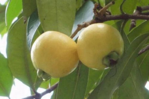 水葡萄孕妇可以吃吗？孕妇吃水葡萄的好处