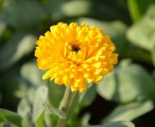 悲伤嫉妒，离别之痛：金盏菊的花语