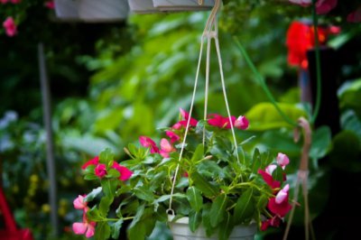 爱养花的你如果感觉累了，那就看看别人种的花吧！