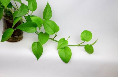 绿萝的种植方法