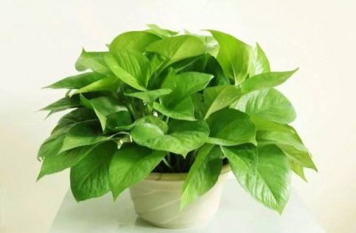 绿萝的种植方法和注意事项